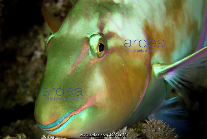 : Pacific Longnose Parrotfish : Pacific Longnose Parrotfish