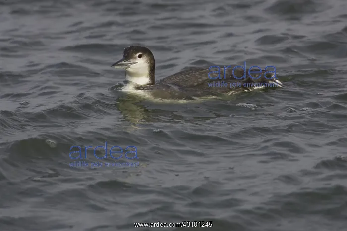 : Pacific Loon : Pacific Loon