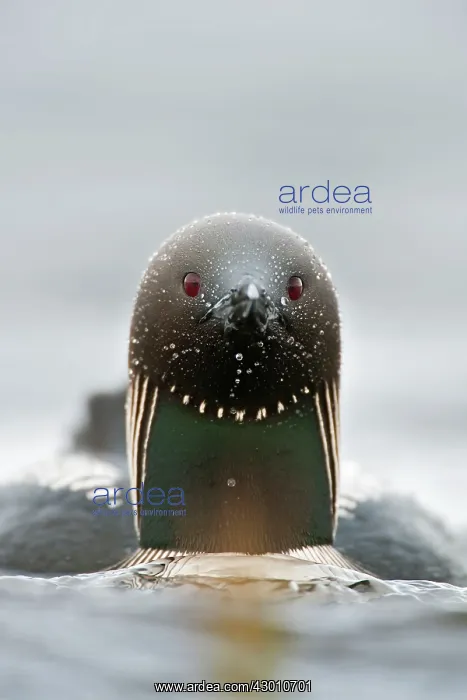 : Pacific Loon / Diver Arctic National Wildlife Refuge : Pacific Loon / Diver Arctic National Wildlife Refuge