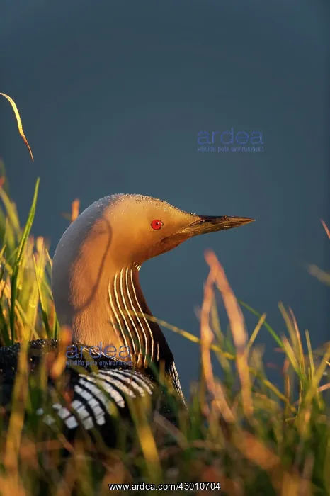 : Pacific Loon / Diver Arctic National Wildlife Refuge : Pacific Loon / Diver Arctic National Wildlife Refuge