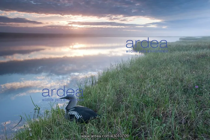 : Pacific Loon / Diver Arctic National Wildlife Refuge : Pacific Loon / Diver Arctic National Wildlife Refuge