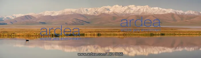 : Pacific Loon / Pacific Diver on pond Arctic National : Pacific Loon / Pacific Diver on pond Arctic National