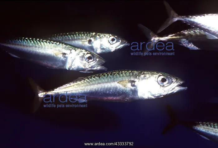 : PACIFIC MACKEREL - SMALL GROUP : PACIFIC MACKEREL - SMALL GROUP