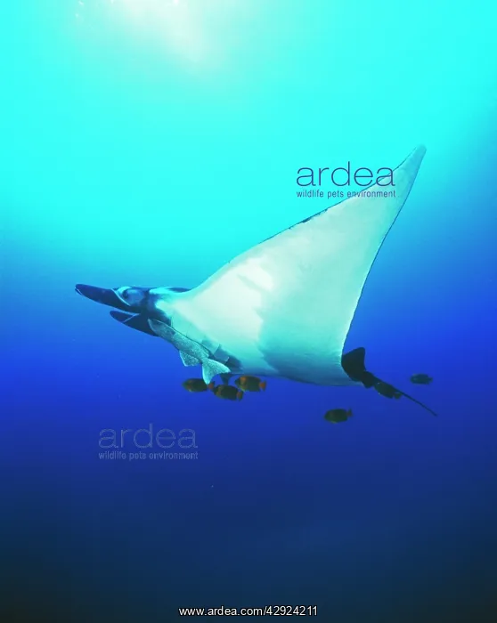: Pacific Manta Ray : Pacific Manta Ray