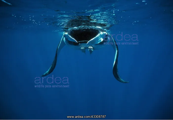 : PACIFIC MANTA RAY - filter feeding : PACIFIC MANTA RAY - filter feeding