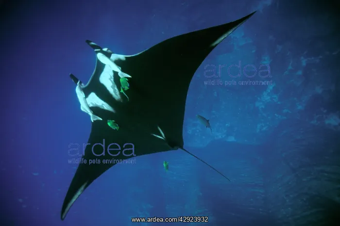 : Pacific Manta Ray - with remoras. filter feeding : Pacific Manta Ray - with remoras. filter feeding