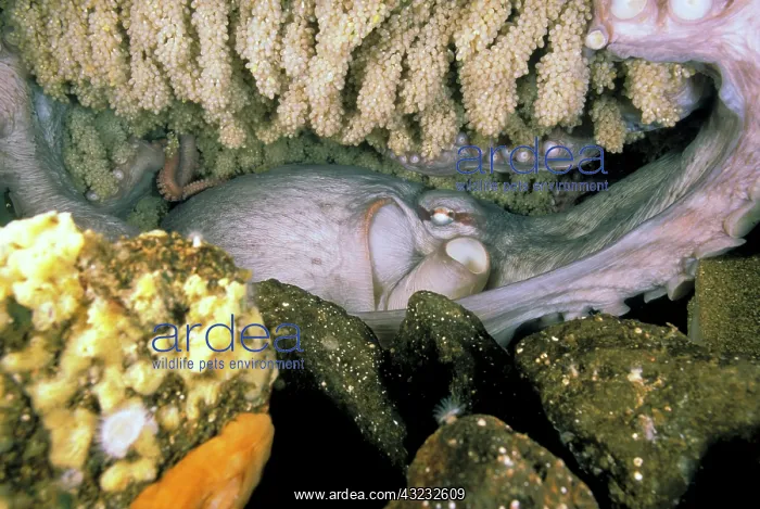 : Pacific Northwest. Octopus brooding over : Pacific Northwest. Octopus brooding over