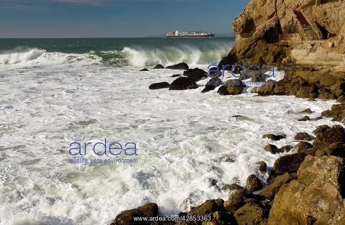 : The Pacific Ocean coast of San Francisco, with : The Pacific Ocean coast of San Francisco, with