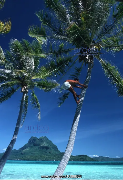 : Pacific Ocean - Palm Trees, man climbing Coconut palm : Pacific Ocean - Palm Trees, man climbing Coconut palm