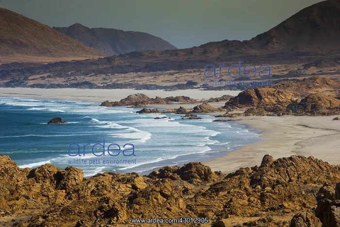  : Pacific Ocean - Pan de Azucar National Park - Chile
