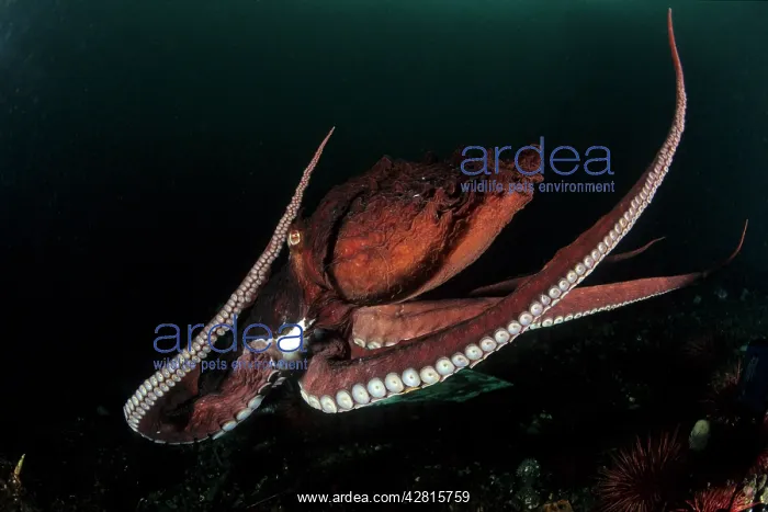 : Pacific octopus Octopus dofleini Vancouver Island British Co : Pacific octopus Octopus dofleini Vancouver Island British Co