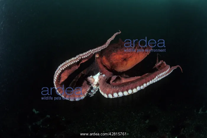 : Pacific octopus Octopus dofleini Vancouver Island British Co : Pacific octopus Octopus dofleini Vancouver Island British Co