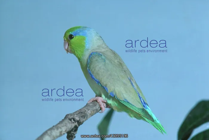 : Pacific Parrotlet : Pacific Parrotlet