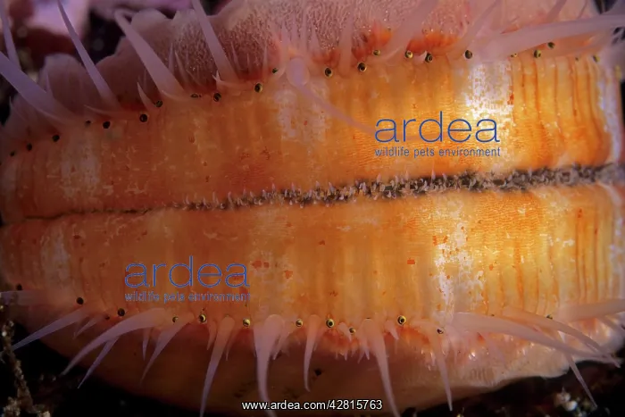 : Pacific pink scallop Chlamys rubida Vancouver Island British : Pacific pink scallop Chlamys rubida Vancouver Island British