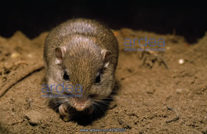 : Pacific Pocket Mouse : Pacific Pocket Mouse