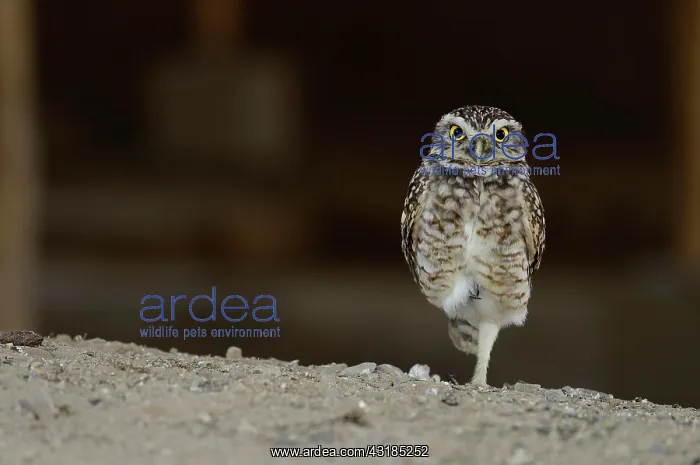 : Pacific pygmy owl (Glaucidium peruanum) stands on : Pacific pygmy owl (Glaucidium peruanum) stands on