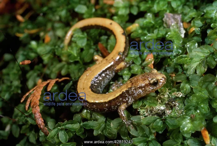  : Pacific Red-backed Salamander