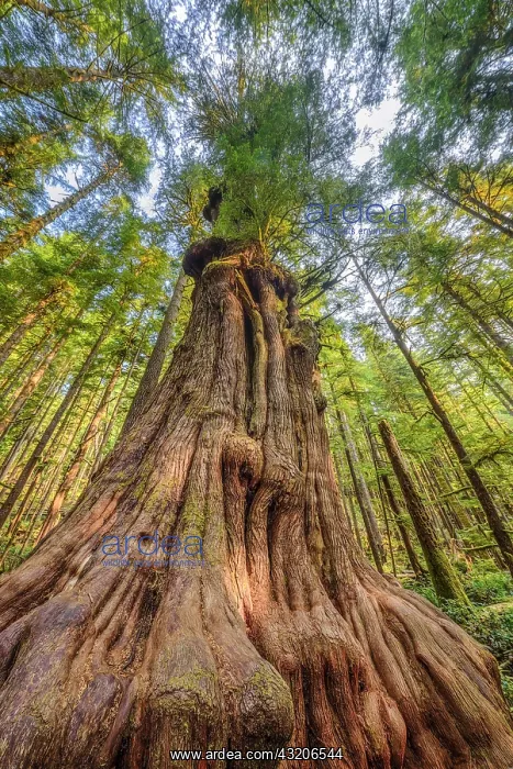 : Pacific red cedar (Thuja plicata) in the rainforest : Pacific red cedar (Thuja plicata) in the rainforest