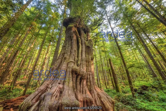 : Pacific red cedar (Thuya plicata) in the rainforest : Pacific red cedar (Thuya plicata) in the rainforest