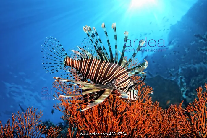 : Pacific Red Lionfish (Pterois volitans), Great Barrier : Pacific Red Lionfish (Pterois volitans), Great Barrier