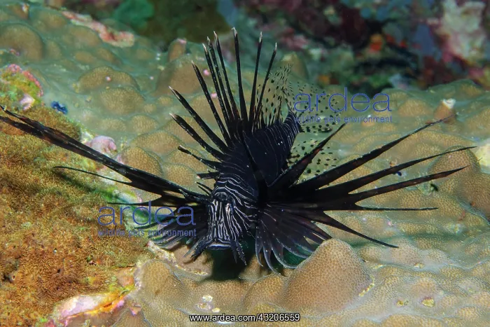 : Pacific red lionfish (Pterois volitans) in black : Pacific red lionfish (Pterois volitans) in black