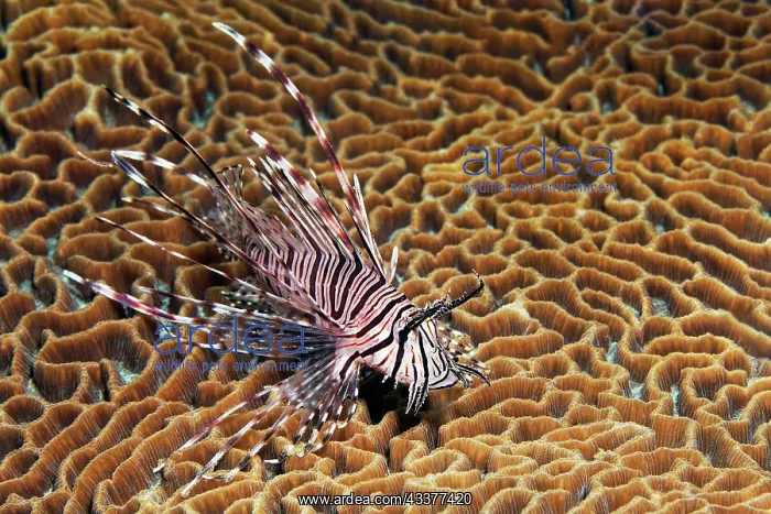 : Pacific red lionfish (Pterois volitans) on Favia : Pacific red lionfish (Pterois volitans) on Favia