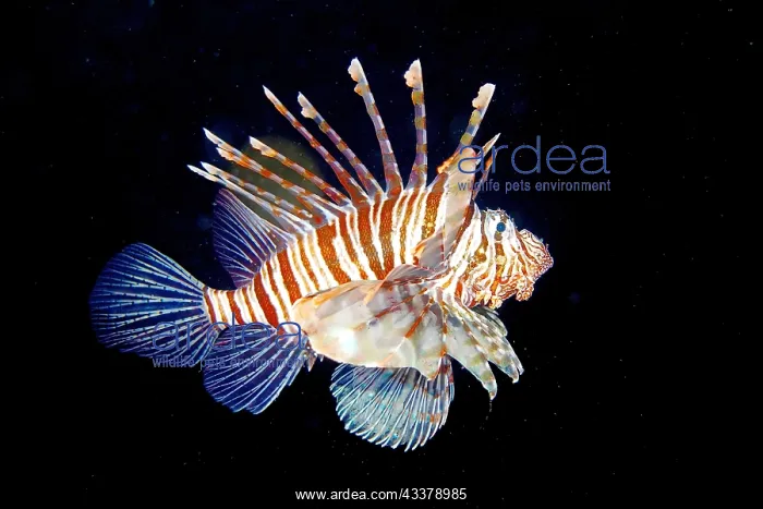 : Pacific red lionfish (Pterois volitans) at night : Pacific red lionfish (Pterois volitans) at night