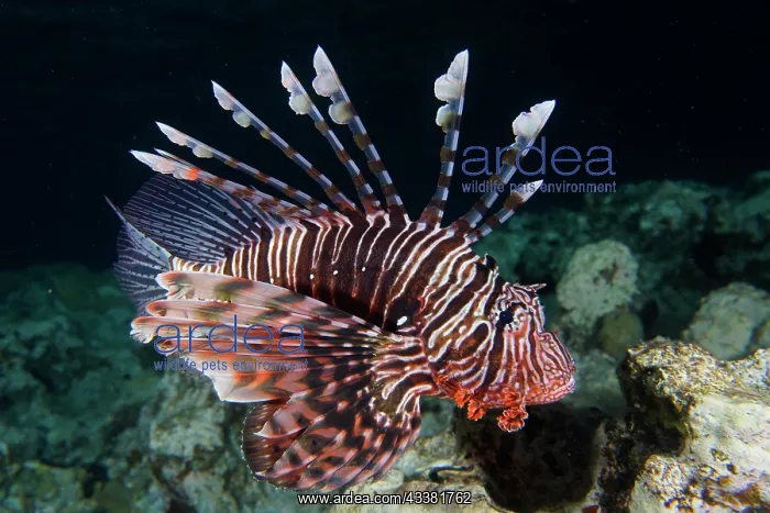 : Pacific red lionfish (Pterois volitans) at night : Pacific red lionfish (Pterois volitans) at night