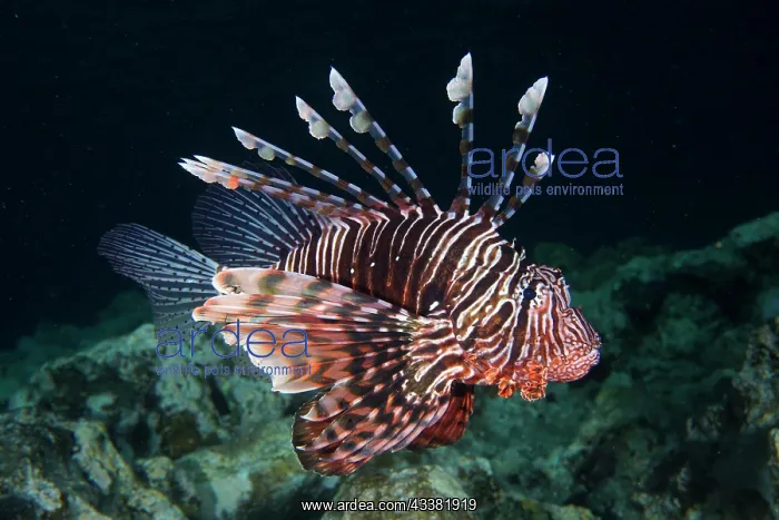 : Pacific red lionfish (Pterois volitans) at night : Pacific red lionfish (Pterois volitans) at night