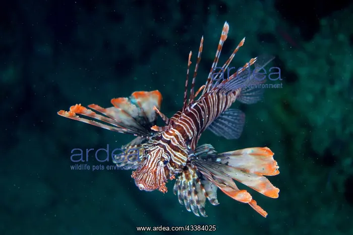 : Pacific red lionfish (Pterois volitans) at night : Pacific red lionfish (Pterois volitans) at night