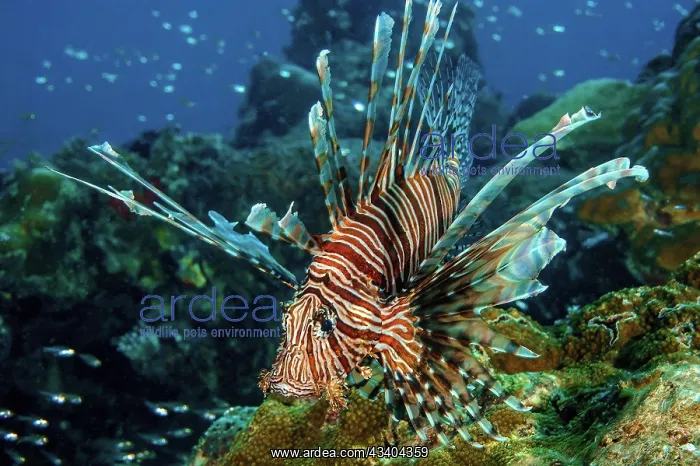 : Pacific red lionfish (Pterois volitans) with spread : Pacific red lionfish (Pterois volitans) with spread
