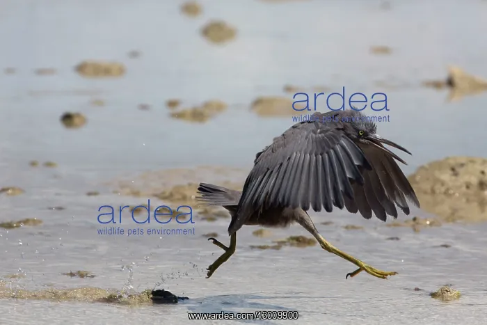 : Pacific Reef Heron / Eastern Reef Egret : Pacific Reef Heron / Eastern Reef Egret
