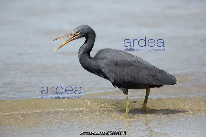 : Pacific Reef Heron / Eastern Reef Egret : Pacific Reef Heron / Eastern Reef Egret