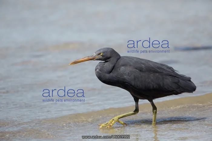 : Pacific Reef Heron / Eastern Reef Egret : Pacific Reef Heron / Eastern Reef Egret