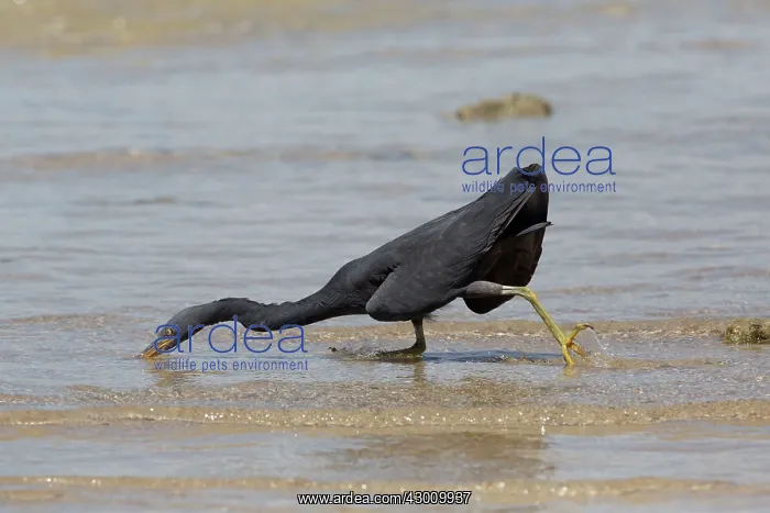 : Pacific Reef Heron / Eastern Reef Egret : Pacific Reef Heron / Eastern Reef Egret