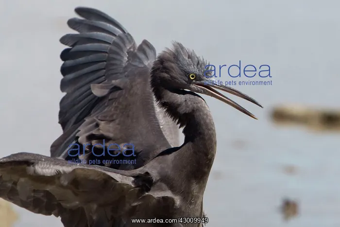: Pacific Reef Heron / Eastern Reef Egret : Pacific Reef Heron / Eastern Reef Egret
