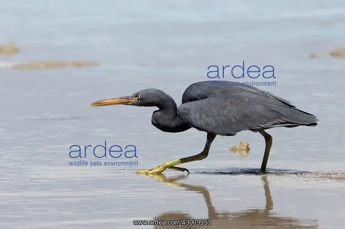 : Pacific Reef Heron / Eastern Reef Egret : Pacific Reef Heron / Eastern Reef Egret