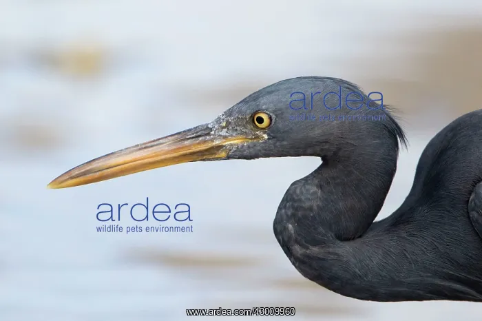 : Pacific Reef Heron / Eastern Reef Egret : Pacific Reef Heron / Eastern Reef Egret