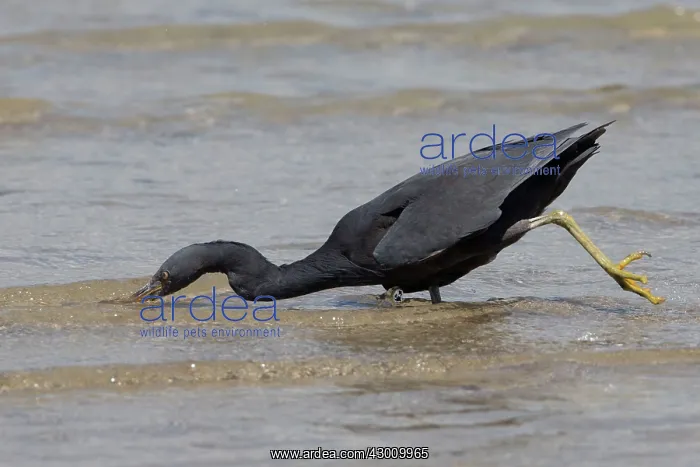  : Pacific Reef Heron  /  Eastern Reef Egret