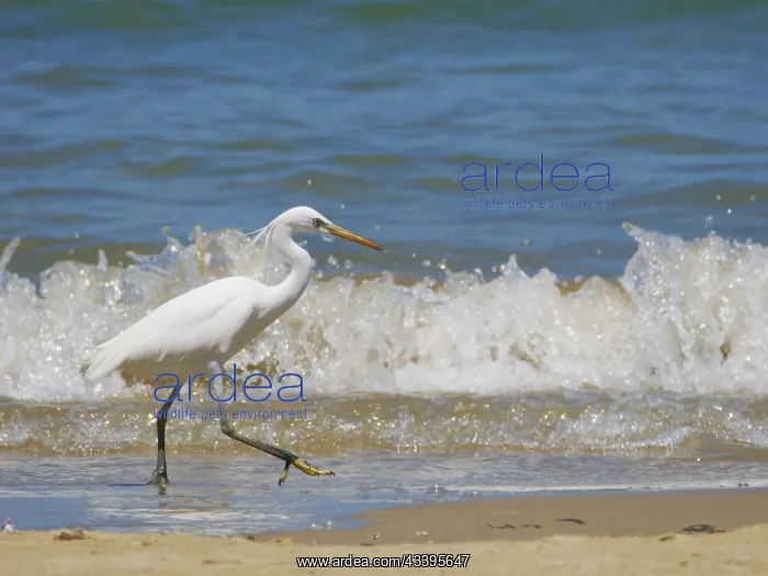 : Pacific Reef Heron light morph Egretta sacra Sab : Pacific Reef Heron light morph Egretta sacra Sab
