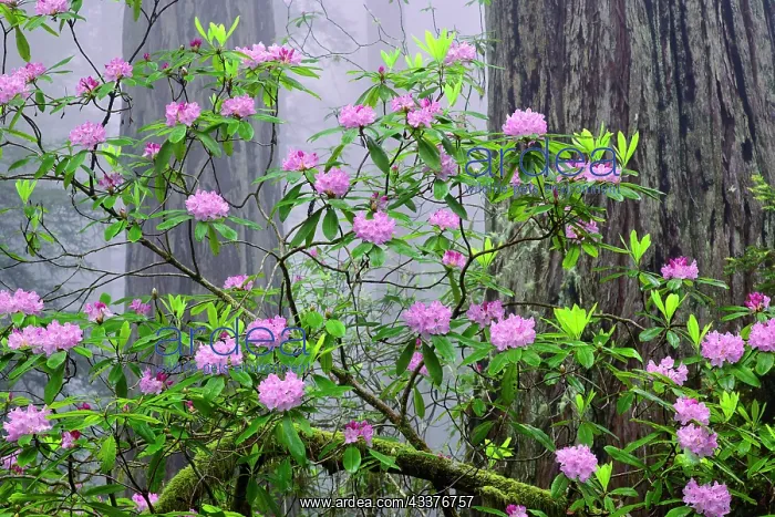 : Pacific Rhododendron in foggy redwood forest, Redwood : Pacific Rhododendron in foggy redwood forest, Redwood