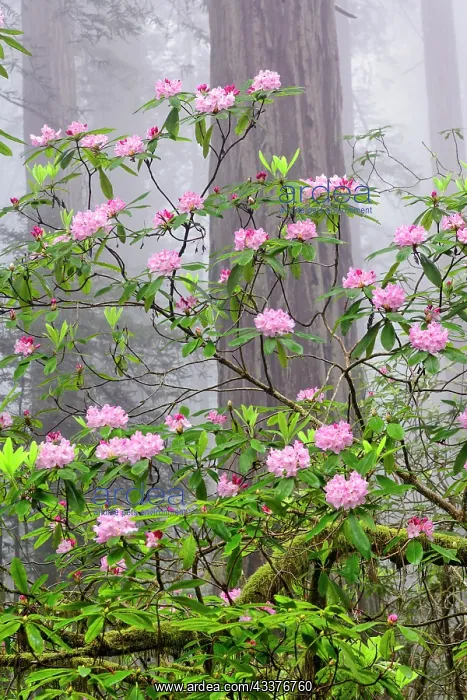 : Pacific Rhododendron in foggy redwood forest, Redwood : Pacific Rhododendron in foggy redwood forest, Redwood