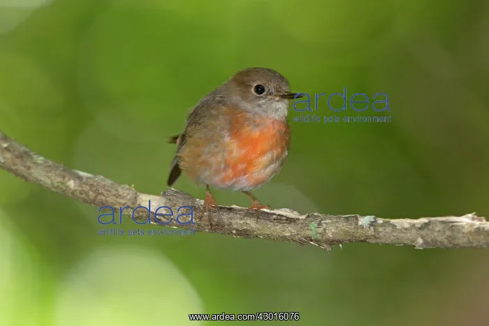 : Pacific Robin female at the forest edge : Pacific Robin female at the forest edge