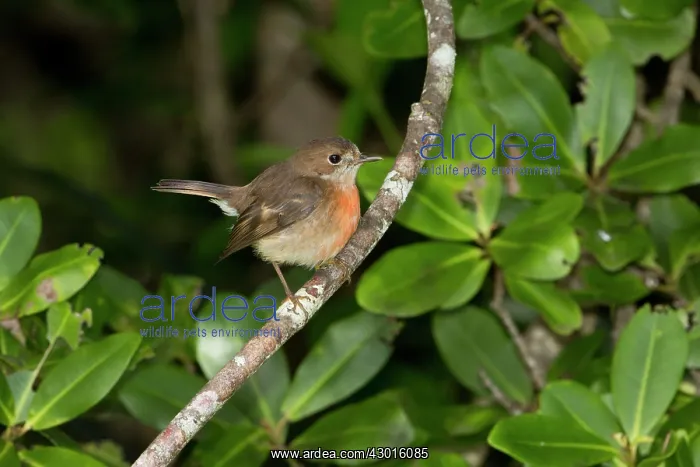  : Pacific Robin female at the forest edge