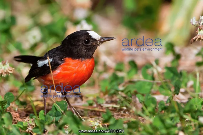 : Pacific Robin male : Pacific Robin male