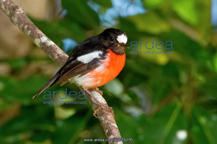 : Pacific Robin male : Pacific Robin male