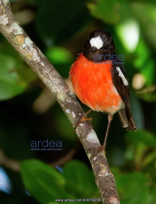 : Pacific Robin male : Pacific Robin male