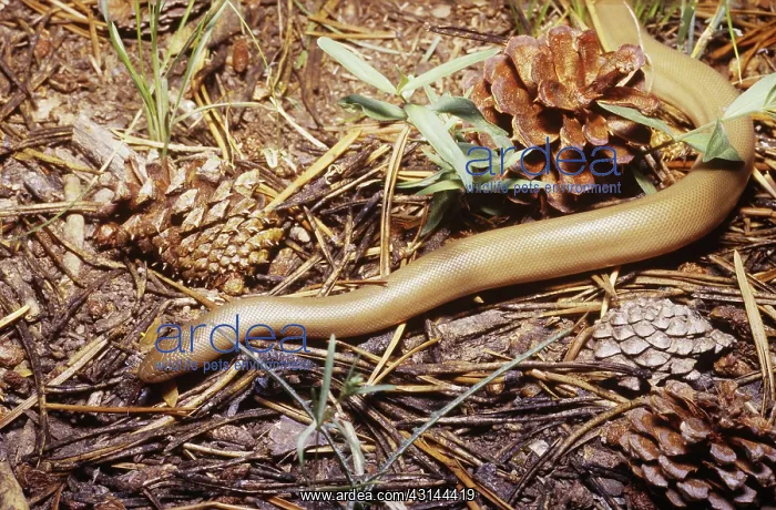 : Pacific Rubber Boa : Pacific Rubber Boa