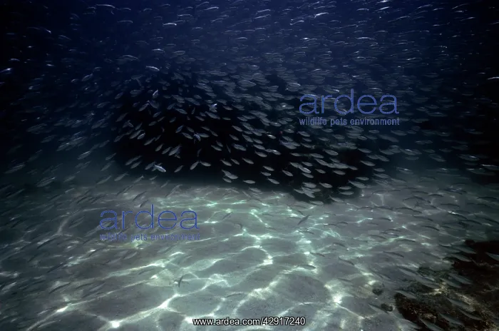 : Pacific Sardine : Pacific Sardine