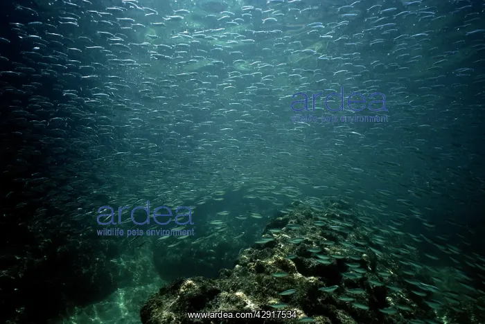 : Pacific Sardine : Pacific Sardine